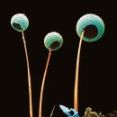 자연-꽃 이미지