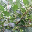 푸르매농장 이미지