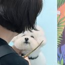 왈로하그루밍 이미지