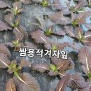 공오이이 이미지