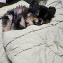 또왔다뽑기샵 | 추웠던 3월도 끝나고 4월이 왔다.