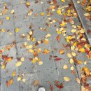 피오 | 목동 피부리프팅 스컬피오 한달차 후기 공유