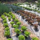 풍성농장 이미지