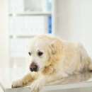 24시 더케어 동물의료센터 이미지