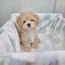 도그마루 강아지고양이 대전점 | 가족과 함께하는 즐거운 입양, 대전강아지분양 도그마루