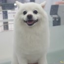 광주104 | 경기광주애견미용 써니펫살롱 스피츠 가위컷 가격 대만족 후기