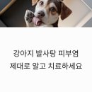 청담동물병원 | 강아지 발사탕 피부염 원인 및 청담동물병원 피부과 라퓨클레르 치료 후기 정보