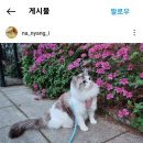 고양이 산책하는 엔시티 드림 나재민 이미지