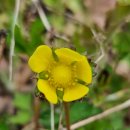 야생화길 이미지