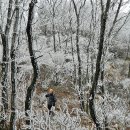 포항시 죽장면 두마리 베틀봉(934m)의 상고대 이미지