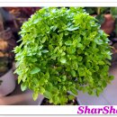 하얀허브 이미지