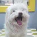 왈왈이발소 이미지