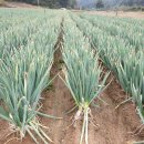 하이그린 농장 이미지