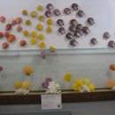 세계조가비박물관 이미지