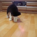 우리퍼피 이미지