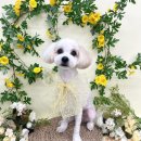 퍼피포유 이미지