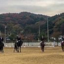멜버른승마 이미지