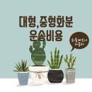 대형,중형 화분 <b>운송</b>비용 알아보기(<b>전국</b><b>화물</b><b>운송</b>)