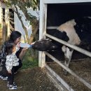 데일리목장 | 아기랑 제주여행 11월초 제주 가볼만한 곳 추천 아침미소목장 너무 만족