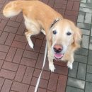 그루밍 펫 뷰티샵 이미지