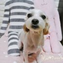 박여진애견미용실 이미지