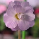 플로라제이 이미지