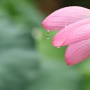 아침이슬 이미지