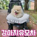 강아지 유모차 구입후기 보니렌 펫9 접이식 저상형 개모차