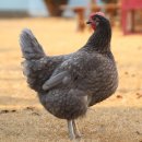 관상농장 이미지