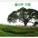 솔나무 이미지