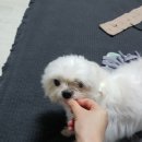 초롱이 밥상 이미지