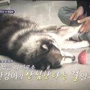 에이스동물메디컬센터
