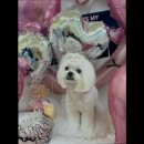 산책길(반려동물 미용실) | [김포 호텔/가격/후기] 멍글하우스 김포 반려동물호텔의 편안함