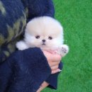 부산강아지분양 테디럽 명지본점 이미지