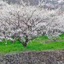 순천향매실마을 이미지