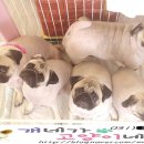 개네엄마 이미지