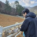 바당언덕 | 여행] 독일마을 양뗴목장 양마르뜨언덕 남해향촌 멸치쌈밥 바당두름펜션 가성비 자쿠지 숙소 1박2일 후기