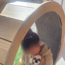 퍼피짱 대도점 이미지