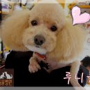 동물병원루니 이미지