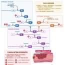 D00781 | 지혈 Hemostasis 과정, coagulation 응고 cascade