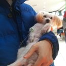 대구 동물병원 : 포항 노령견 자궁축농증 수술 테크노폴리스 현풍동물병원