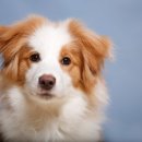 안성동물의료센터 이미지