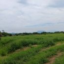 상모리-16 이미지