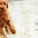 멍이 스타일 이미지