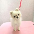 개이쁘댕 이미지