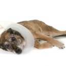 올림픽동물의료센터 이미지