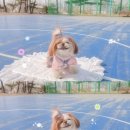 3914 | [강아지 OOTD] 미니넛 코디와 버디벨트 하네스 착용 후기