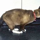 동물병원 돌봄 이미지