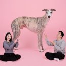 수내동공영주차장 | 분당 수내동 강아지 가족사진 사진관 추천