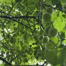 일자산자연공원(도시농업공원) | [강동구 산책하기 좋은 곳] 꽃향기 가득한 일자산 허브천문공원, 강동그린웨이 걷기